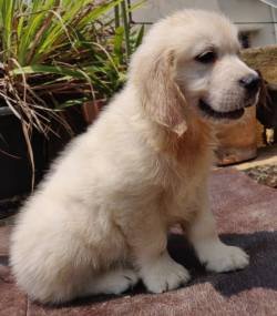 DogsIndia.com - Golden Retriever - Prem Menon - Elixir