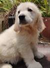 DogsIndia.com - Golden Retriever - Prem Menon - Elixir