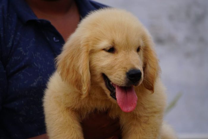 DogsIndia.com - Golden Retriever - Ramasamy