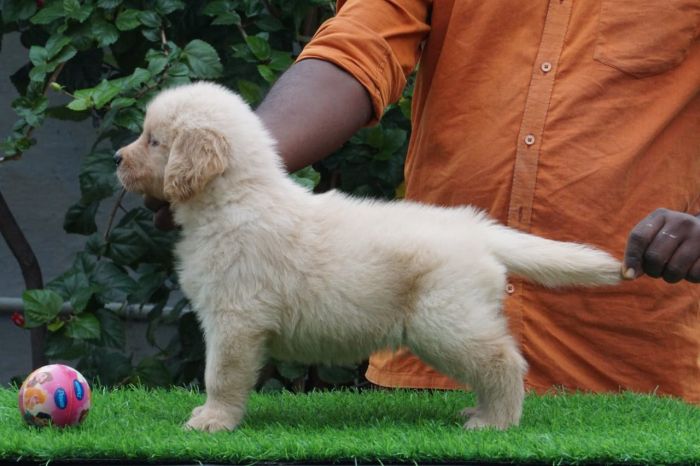 DogsIndia.com  Golden Retriever  Ramasamy