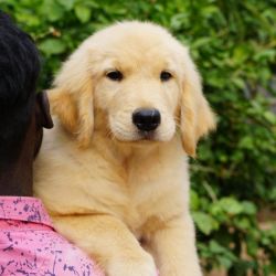 DogsIndia.com  Golden Retriever  Ramasamy