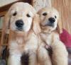 DogsIndia.com - Golden Retriever - Sabari Vengatesh