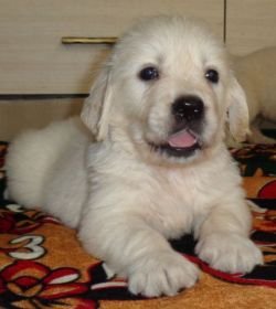 DogsIndia.com - Golden Retriever - Sivanandhini
