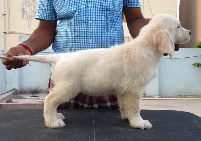 DogsIndia.com - Golden Retriever - Sivanandhini