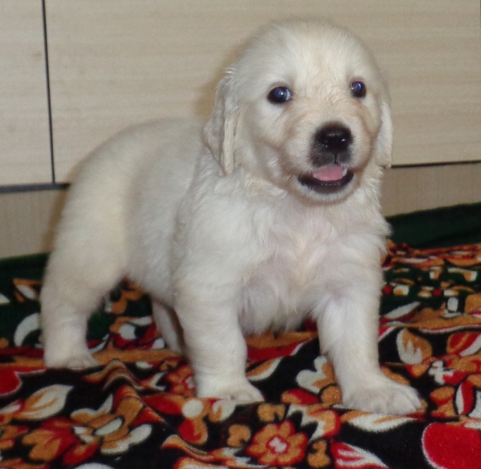 DogsIndia.com - Golden Retriever - Sivanandiny