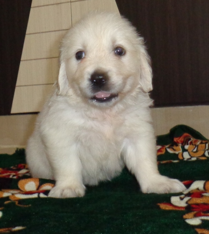 DogsIndia.com - Golden Retriever - Sivanandiny