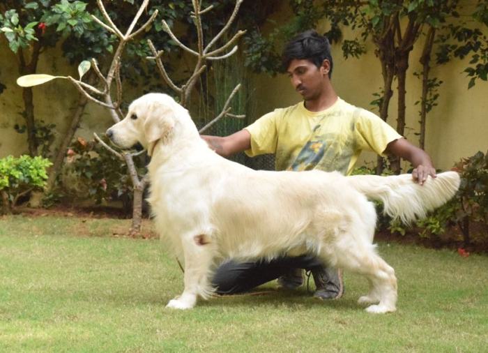 DogsIndia.com - Golden Retriever - Sivanandhini