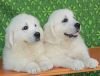 DogsIndia.com - Golden Retriever - Snowflakes Kennel