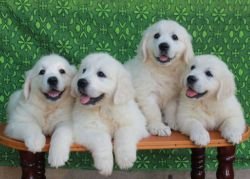 DogsIndia.com - Golden Retriever - Snowflakes Kennel