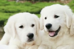 DogsIndia.com - Golden Retriever - Snowflakes Kennel