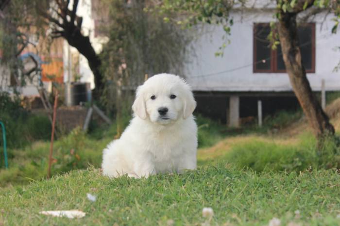 DogsIndia.com - Golden Retriever - Snowflakes Kennel
