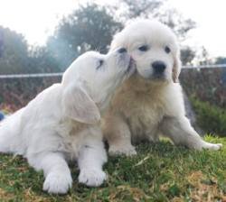 DogsIndia.com - Golden Retriever - Snowflakes Kennel