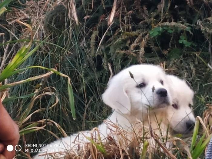 DogsIndia.com - Golden Retriever - Snowflakes Kennel