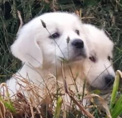 DogsIndia.com - Golden Retriever - Snowflakes Kennel