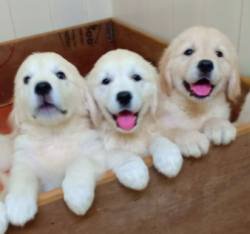 DogsIndia.com - Golden Retriever - Springfield Goldens