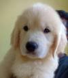 DogsIndia.com - Golden Retriever - Springfield Goldens