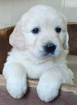 DogsIndia.com - Golden Retriever - Springfield Goldens