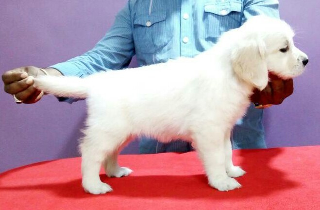 DogsIndia.com - Golden Retriever - Surendra