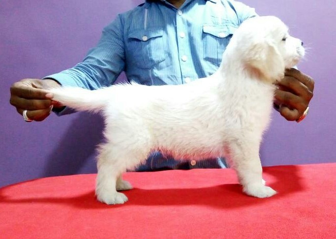 DogsIndia.com - Golden Retriever - Surendra