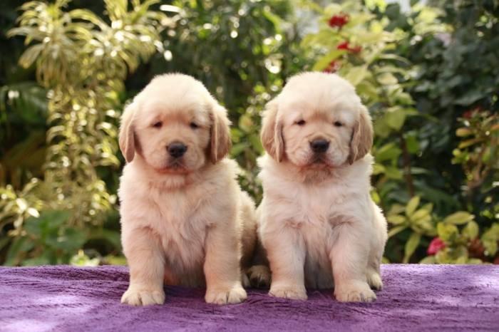 DogsIndia.com - Golden Retreiever - Toptier Kennel