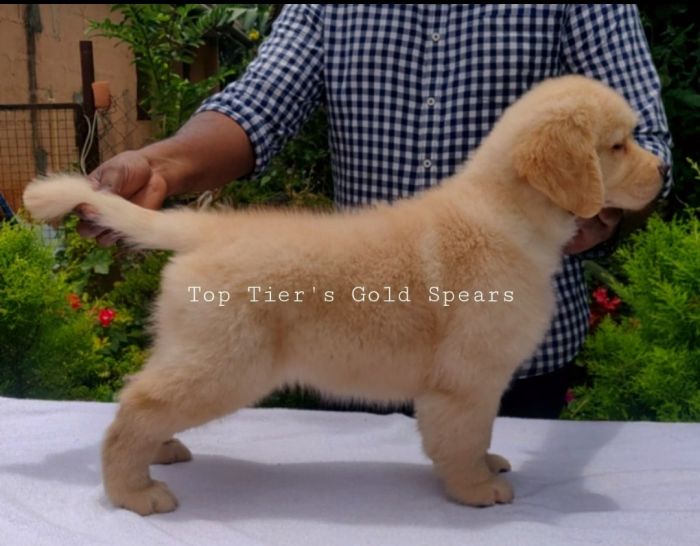 DogsIndia.com - Golden Retriever - Toptier Kennel