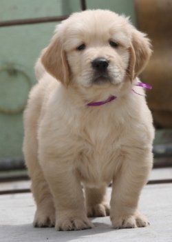 DogsIndia.com - Golden Retriever - Top Tier Kennels