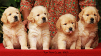 DogsIndia.com - Golden Retreiever - Toptier Kennel
