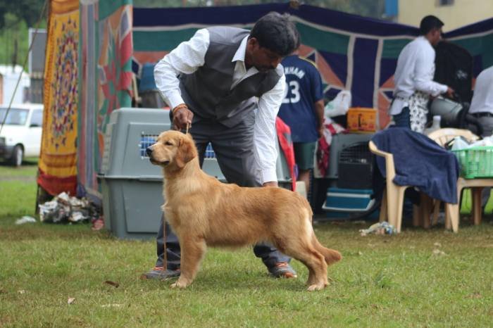 DogsIndia.com - Golden Retriever - Tuskerwood Kennels