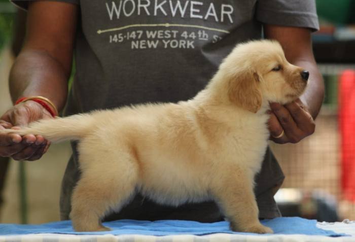 DogsIndia.com - Golden Retriever - Tuskerwood Kennels
