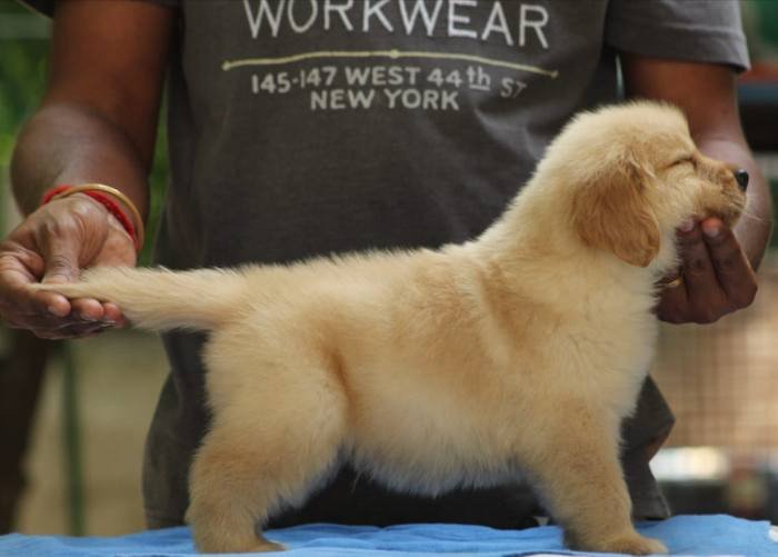 DogsIndia.com - Golden Retriever - Tuskerwood Kennels