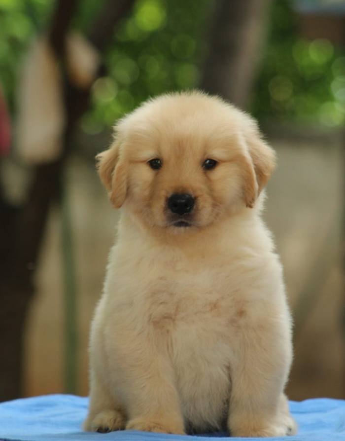 DogsIndia.com - Golden Retriever - Tuskerwood Kennels
