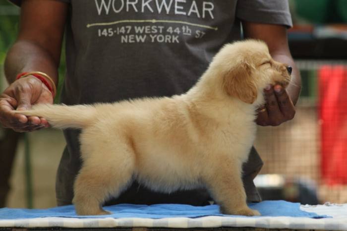 DogsIndia.com - Golden Retriever - Tuskerwood Kennels
