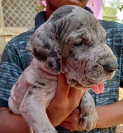 DogsIndia.com - Great Dane - Dr. Asutosh