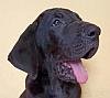 DogsIndia.com - Great Dane - Dr. Asutosh