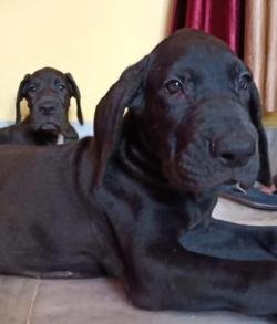 DogsIndia.com - Great Dane - Dr. Asutosh