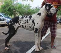 DogsIndia.com - Great Dane - Dr. Asutosh