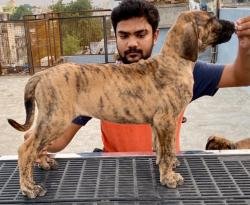 DogsIndia.com - Great Dane - Big Ben - Sharma Ramesh
