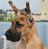 DogsIndia.com - Great Dane - Big Ben - Sharma Ramesh