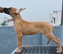 DogsIndia.com - Great Dane - Big Ben - Sharma Ramesh