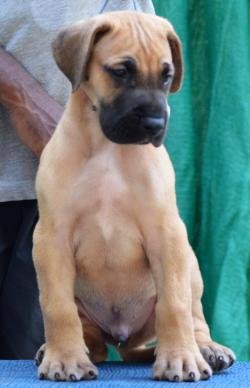 DogsIndia.com - Great Dane - Big Ben - Sharma Ramesh