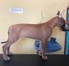 DogsIndia.com - Great Dane - Big Ben - Sharma Ramesh