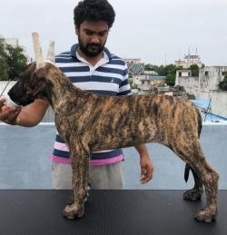 DogsIndia.com - Great Dane - Big Ben - Sharma Ramesh