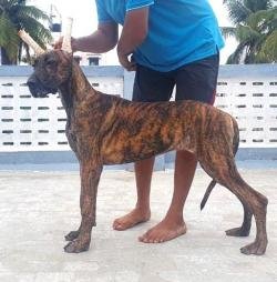 DogsIndia.com - Great Dane - Big Ben - Sharma Ramesh