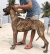 DogsIndia.com - Great Dane - Big Ben - Sharma Ramesh
