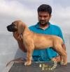 DogsIndia.com - Great Dane - Big Ben - Sharma Ramesh