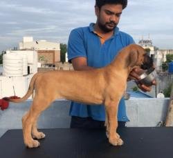 DogsIndia.com - Great Dane - Big Ben - Sharma Ramesh