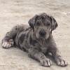 DogsIndia.com - Great Dane - Big Ben - Sharma Ramesh