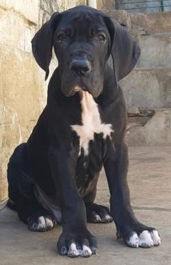 DogsIndia.com - Great Dane - Catalogue Kennel