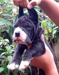 DogsIndia.com - Great Dane - Gregory