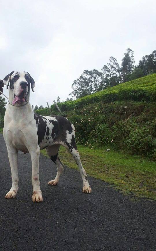 DogsIndia.com - Great Dane - Catalogue Kennel
